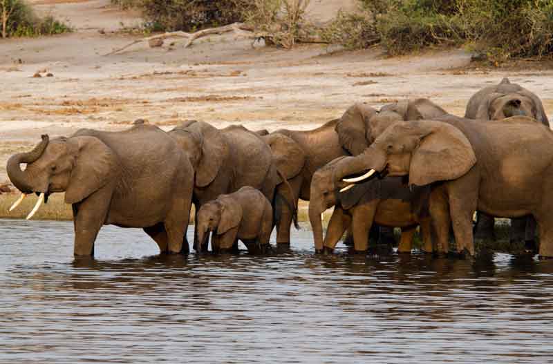 50 - Botswana - elefantes cruzando el rio Chobe - parque nacional de Chobe